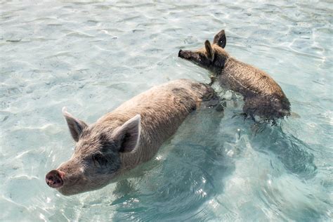 How to choose the Best Pig Island Tours from Nassau。